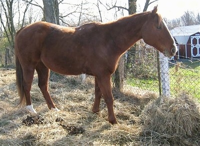 A brown with white Mexican Quarter horse is standing in hay looking to the right.