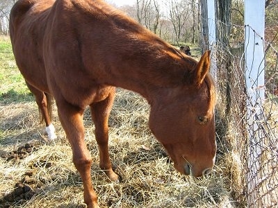 A brown with white Mexican Quarter Horse is eating hay at the bottom of a fence.