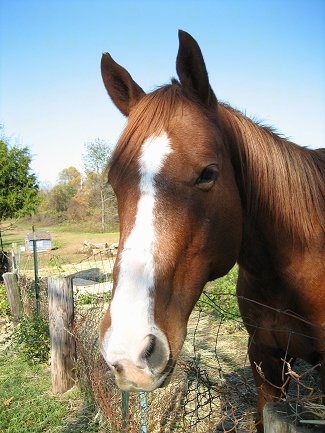 Close up - A brown with white Mexican Quarter horse is standing in grass looking over the edge of the fence.