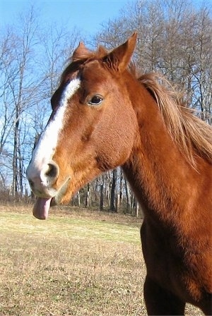 Close up head and upper body shot - A brown with white Mexican Quarter Horse is standing in grass and it is looking to the left. Its tongue is out.