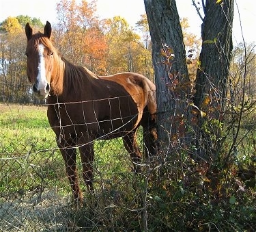 A brown with white Mexican quarter horse is standing in grass next to a tree.