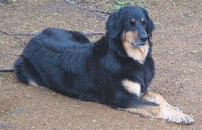 A large black with tan Hovawart dog is laying in dirt.