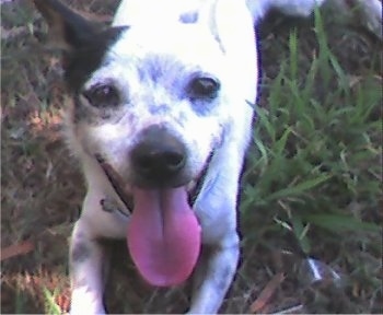 Close Up view from the front - A white with black Miniature Fox Terrier/Jack Russell Terrier mix is laying in grass and its mouth is open and wide tongue is out.