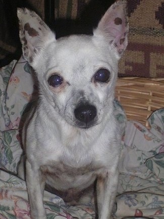 A perk-eared, white Miniature Fox Terrier/Jack Russell Terrier mix is sitting on top of a blanket in a wicker basket. It has black pigment spots on the inside of the pink skin on its ears.