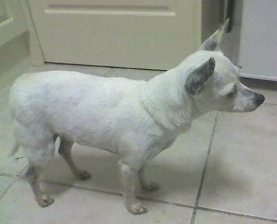 Side view from the top looking down at the dog - A white with grey Miniature Fox Terrier/Jack Russell Terrier mix is standing on a white tiled floor next to a white door and appliances.