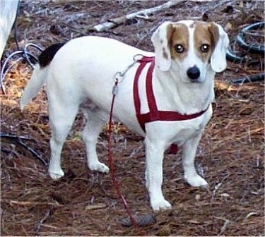 A white with brown and black Jack-A-Bee is standing in brush. It is wearing a red harness