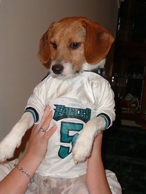 A brown with white Jack-A-Bee is being held up by a person and it is wearing a Donovan McNabb Eagles jersey