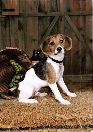 A white with brown and black Jack-A-Bee puppy is sitting in hay in front of a wooden barn door
