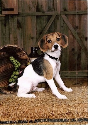 beagle and jack russell mix puppies for sale