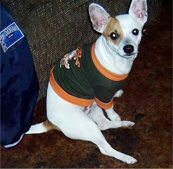A white with tan Jack Chi is sitting on a carpet. It is wearing a green with orange shirt and is sitting in front of a couch. Its ears are perked straight up in the air.
