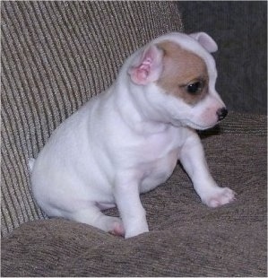 A small, pudgy, white with tan Jack Chi puppy is sitting on a tan couch facing the right. Its ears are small and bent to the sides.