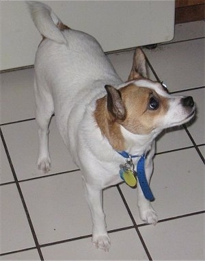 A white with tan Jack Chi is standing on a white tiled floor and in front of a white refrigerator