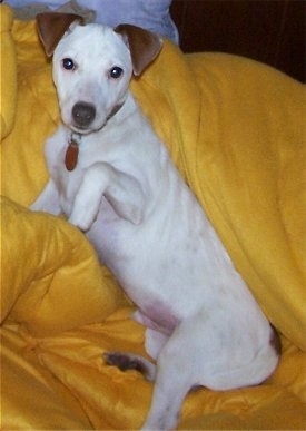 A white with tan Jack-Rat Terrier puppy is laying on its side on a yellow blanket