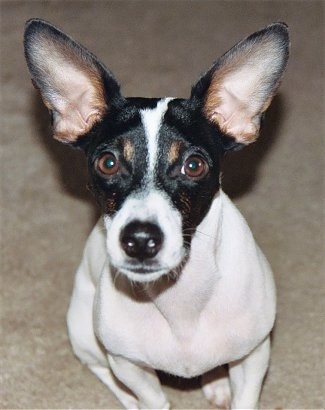 jack rat terrier mix