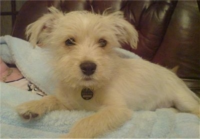 A tan wiry looking Jackie-Bichon puppy is laying in top of a person in a baby-blue robe on top of a brown leatehr couch