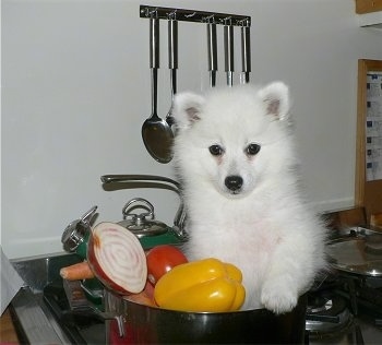 A small white Japanese Spitz puppy is sitting in a pot that has a lot of fake vegetables in it in a kitchen on top of a stove.