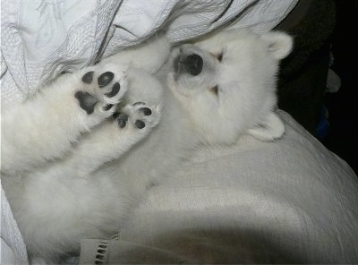 A Japanese Spitz puppy is sleeping on its back in between white blanets