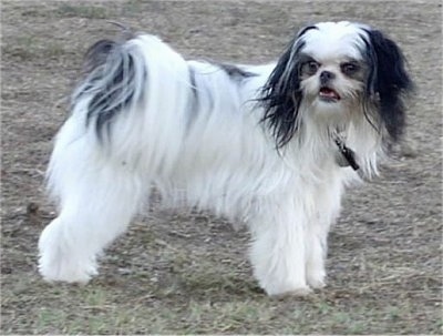 A long-haired white with black Jatese is standing in grass and it is looking to the right of its body