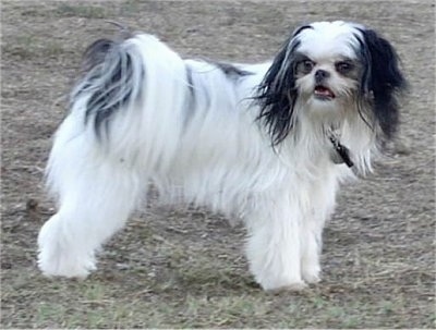 japanese chin and maltese mix