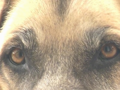 Close Up - The eyes of A Kangal Dog 