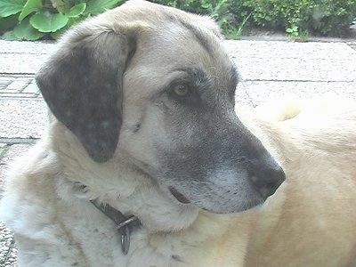 Close Up side view head shot - A Kangal Dog is laying on a walkway looking back