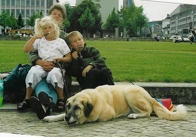 A tan Kangal Dog is laying on a walkway with a family eating ice cream. There is a grassy field and tall buildings behind them.