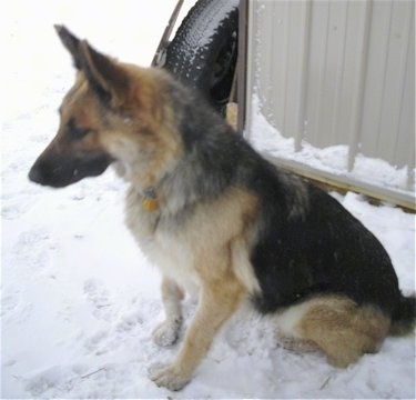 german shepherd king mix