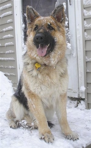 A snow covered King Shepherd is sitting on a snow covered deck in front of a house.