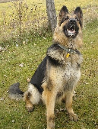 A black and tan King Shepherd is sitting in grass and its mouth is foaming with drool. There is a wire fence behind it.
