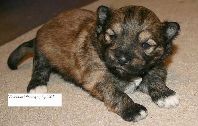 A very small brown with black and white La Pom puppy is laying on a tan rug and looking to the left