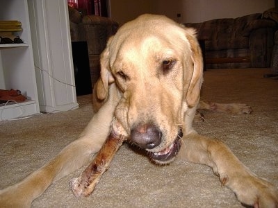 coonhound lab mix