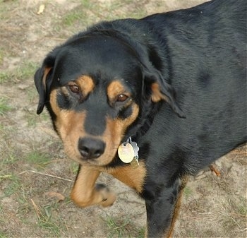 rottweiler and chocolate lab mix