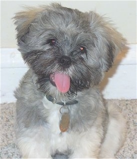 A furry, soft grey with white Lhasa Apso puppy is sitting on a carpet and looking forward. Its mouth is open and tongue is out.