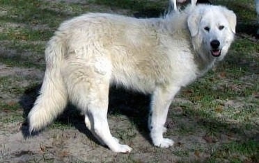 Side view - A white Maremma Sheepdog is standing in dirt with patchy grass. Its mouth is open and tongue is out.