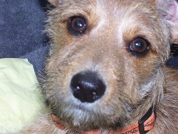 Close up head shot - The face of a wiry-looking tan with white Mauxie puppy.