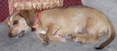A wiry-looking tan with white Mauxie dog is laying on its right side on top of a gray couch that has gold and maroon pillows next to it.