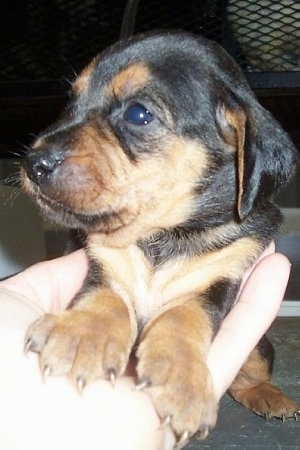 Close up side view upper body shot - A black and tan Miniature Coonhound puppy has its upper half in a persons hand and it is standing on concrete.