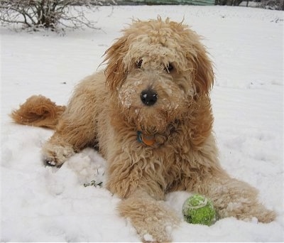 Front view - A long-coated, wavy tan Miniature Goldendoodle is laying in snow with a green tennis ball between its front paws. There is snow on its face.