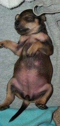 A Miniature Schnaupin mix breed puppy is sleeping on its back belly-up on top of a pair of gray sweatpants