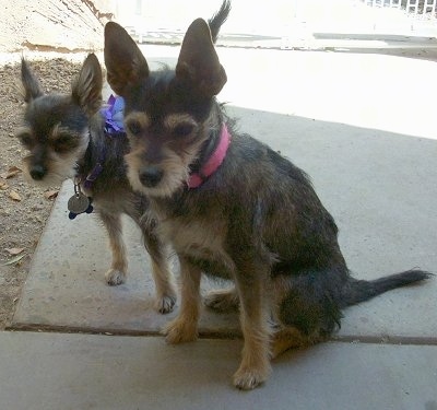 Two wiry-coated, black and tan dogs on a sidewalk. The larger dog in the front is sitting and the smaller dog is standing behind it.