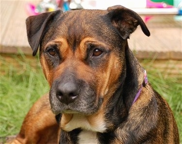 Close up front view head shot - A brown with black Bullmastiff/Rottweiler mix is laying outside in grass and it is looking forward.