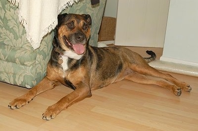 caucasian rottweiler mix