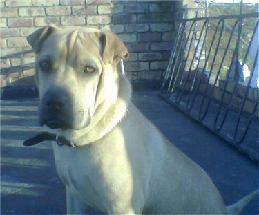 Front side view upper body shot - A tan Shar Pei/Boerboel mix is sitting on a porch and behind it is a metal gate and a brick wall. It has wrinkles on its head and extra skin on its neck.