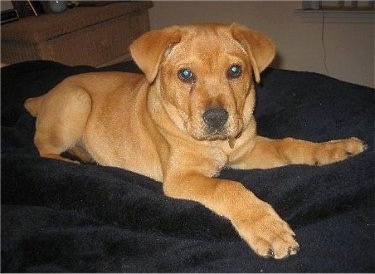 shar pei golden retriever mix