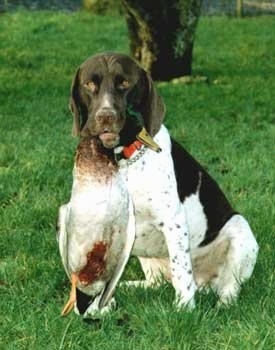 Front view - A white and brown Old Danish Chicken Dog is sitting in grass looking forward. It his holding a dead duck in its mouth by the neck. It has a ticking color pattern on its legs.