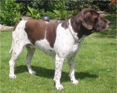 Right Profile - A white and brown Old Danish Chicken Dog is standing in grass and it is looking to the right.
