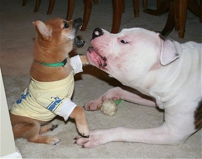 Close up - A red with white Shiba Inu puppy is wearing a tee shirt. It is sitting on a carpet and it is biting and pawing at the white with brown American Bulldog in front of it. The American Bulldog has a lot of white in its eyes showing as it bites back at the puppy.