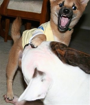 Close up - A red with white Shiba Inu puppy is standing on the back of a white with brown American Bulldog, Its mouth is open.