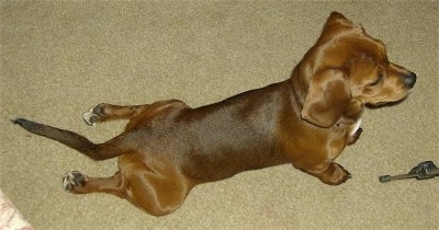 Top down view of a brown with black and white Peagle puppy that is in the downward dog yoga position. It is looking to the right. There is a Greenie chew toy in front of it.