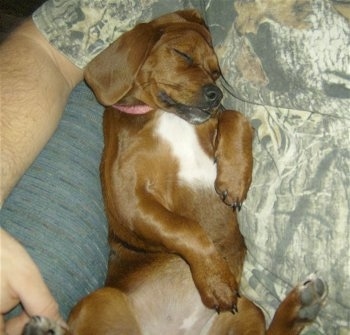 A brown with black and white Peagle puppy is laying belly-up next to a person in camo clothes. The Peagle is sleeping in between the person and a couch arm.